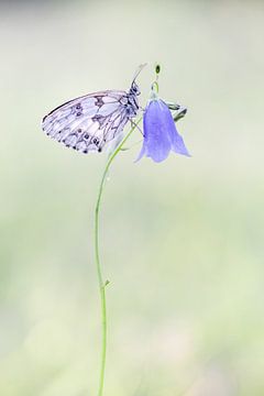 Dambord vlinder van Cynthia Plug