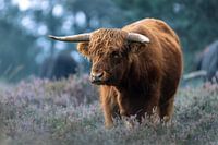 Stoere hooglander op de heide van het Deelerwoud