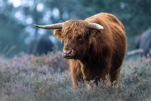 Stoere hooglander op de heide van het Deelerwoud