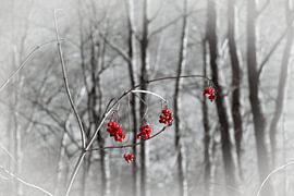 Red berries in winter by Marjan Janssen