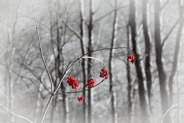 Red berries in winter by Marjan Janssen