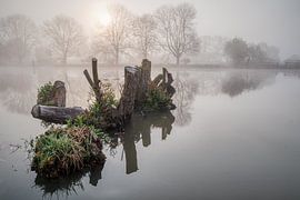 Baumstümpfe im Wasser mit Morgennebel von ZAGATTA PHOTOWORKS