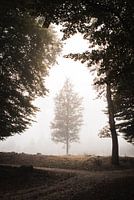 Un arbre sous une voûte de feuilles