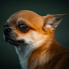 Le chihuahua à l'honneur sur Teun Dirks