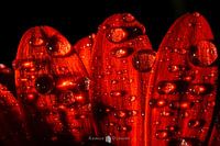 Abstract flower with water drops