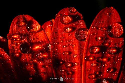 Abstrakte Blume mit Wassertropfen