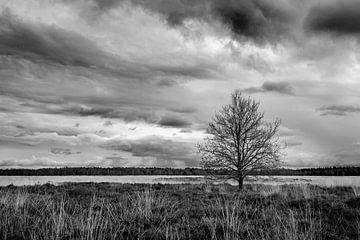 Natuurgebied de Regte Heide van Jeroen van Eijndhoven
