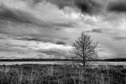 Natuurgebied de Regte Heide