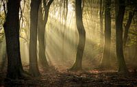 Schitterende sfeervolle zonsopkomst tussen de bomen door in het Speulderbos