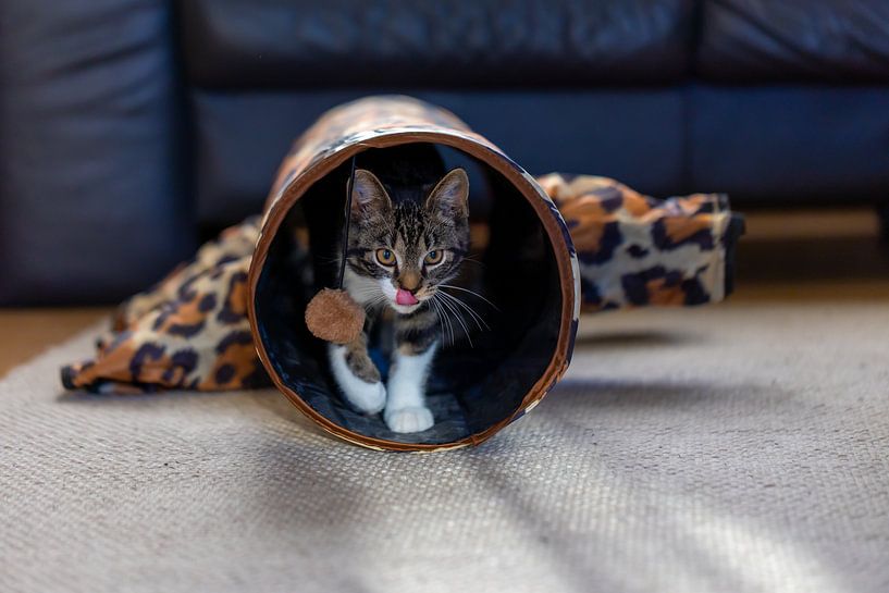 Cat likes you raw by Erwin van Eekhout