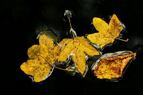 Autumn by Erik Busstra