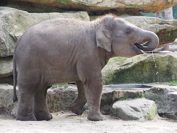 Jonge olifant von Jorn Wensink