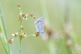 Icarus blue with dewdrops on a stem