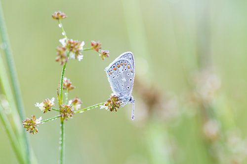 Ikarusblau mit Tautropfen auf einem Stiel