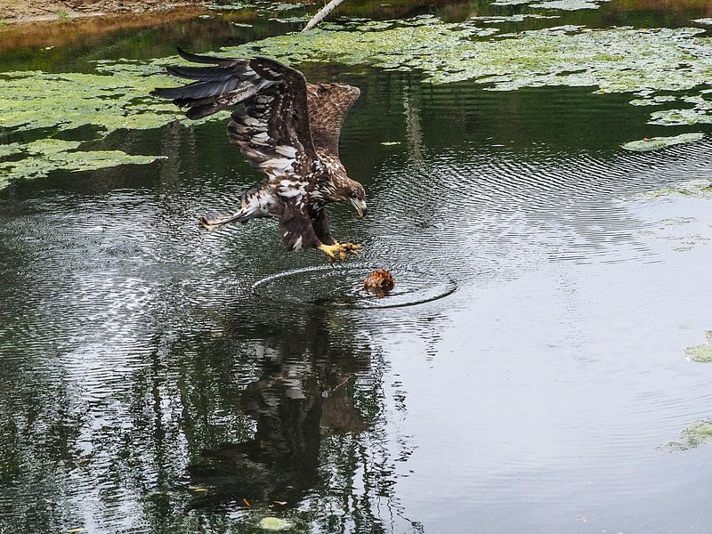 Seeadler von Loek Lobel
