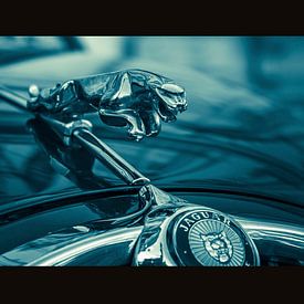 Jaguar by Chris Clinckx
