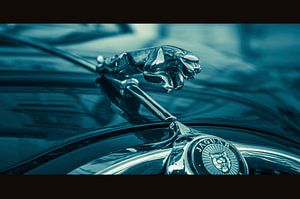 Jaguar von Chris Clinckx