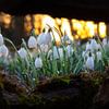 Perce-neige à Texel. sur Photographie de Justin Sinner (Photographe à Texel)