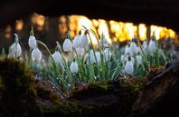 Sneeuwklokjes op Texel. van Justin Sinner Photography ( Fotograaf op Texel) thumbnail