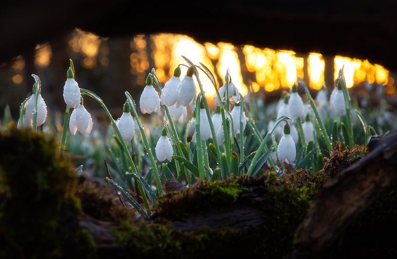 Sneeuwklokjes op Texel. van Justin Sinner Photography ( Fotograaf op Texel)