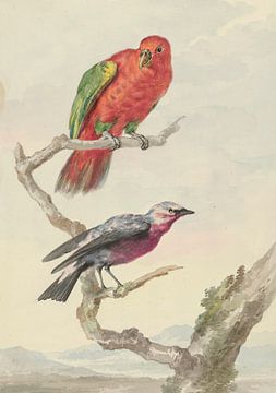 Twee vogels, waaronder een rood-groene papegaai, Aert Schouman