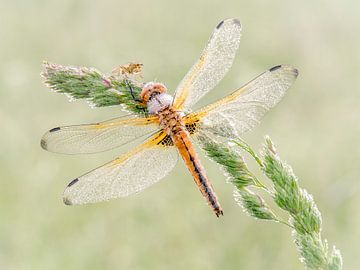 Me and my friend by Erik Veldkamp