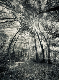 Herbstspaziergang von Nanouk el Gamal - Wijchers (Photonook)