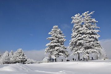 Frosted trees under blue skies by Claude Laprise