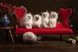 Vier in einer Reihe, vier Kätzchen auf einem roten Sofa