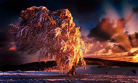 Wind beech in the sunset by Jürgen Wiesler