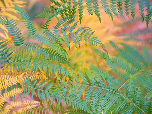 Ferns in autumn colours by Bas Meelker