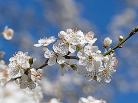 Wild plum blossoms by Michael Schuppich