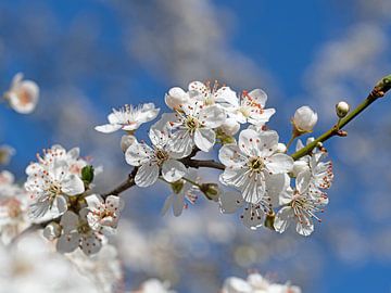 Wilde pruimenbloesems van Michael Schuppich