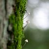 Mini paddenstoelen in het groen van Esther Wagensveld