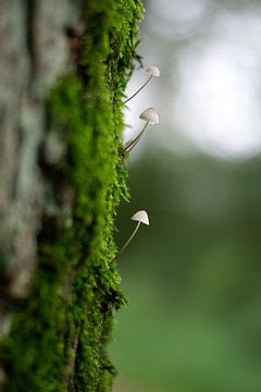 Mini paddenstoelen in het groen van Esther Wagensveld