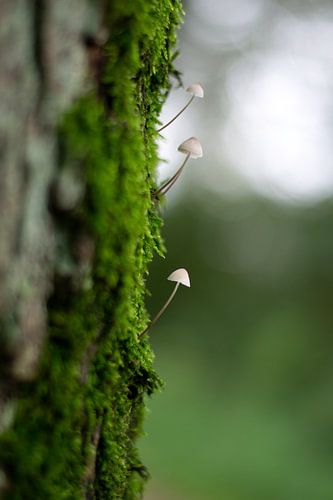 Mini paddenstoelen in het groen