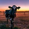 Vache dans la prairie sur Nathan Okkerse