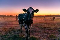 Cow in the meadow