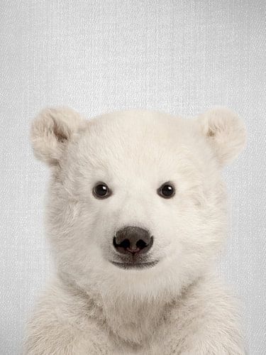 Baby Polar Bear