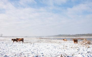 Schotse Hooglanders in de sneeuw... van Ans Bastiaanssen