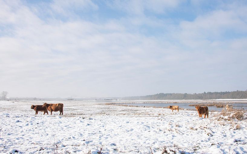 Scottish Highlanders in the snow by Ans Bastiaanssen