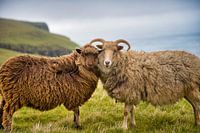 Schapen