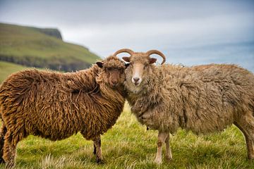 Schafe auf dem Feld von Anita Loos