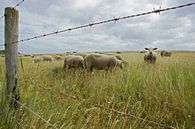sheep in the field von Dirk van Egmond Miniaturansicht