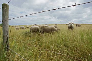 sheep in the field sur Dirk van Egmond