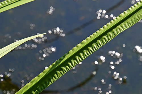 Ribbed Leaf 4