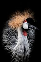 Grijze Kroonkraanvogel
