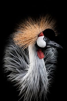 Grue couronnée grise