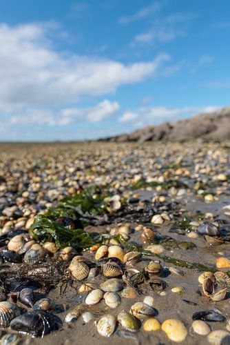 Schiermonnikoog - Des coquillages à perte de vue