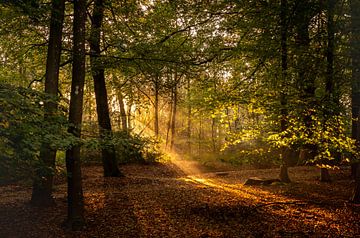 Les rayons du soleil illuminent la forêt sur Hylke Heidstra